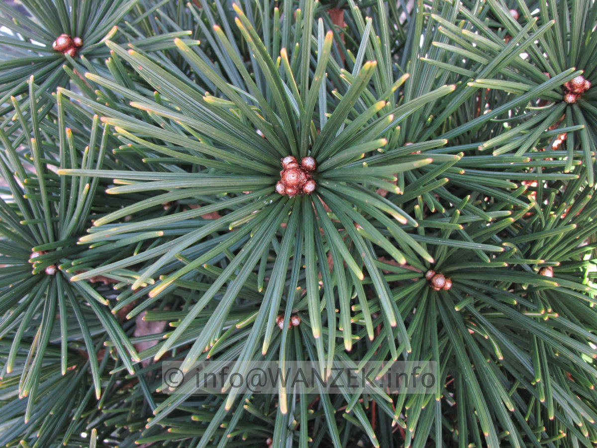 Sciadopitys verticillata 06.JPG